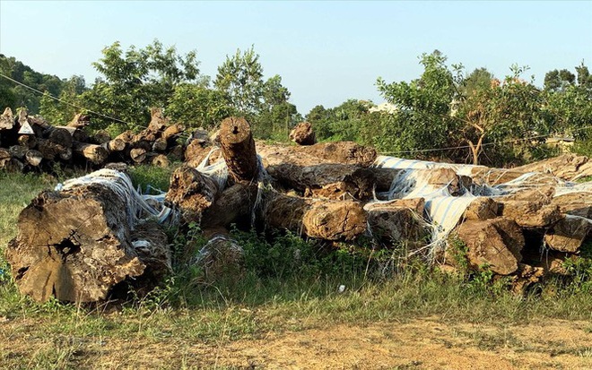 Vụ án khủng ở Lâm Đồng: Gần 200 ha rừng bốc hơi như thế nào?  - Ảnh 3.