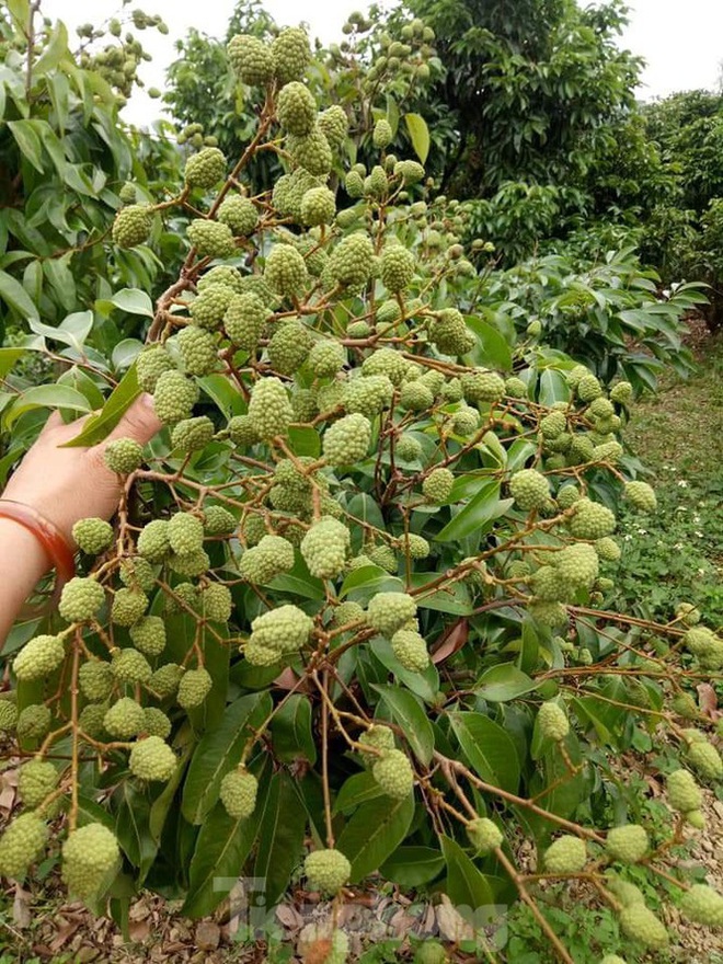 Lên phương án cách ly thương nhân nước ngoài để bán vải thiều - Ảnh 2.