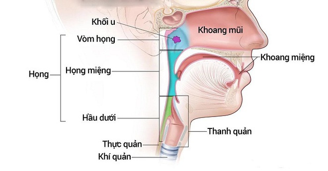 Mách bạn một số dấu hiệu cảnh báo ung thư tai mũi họng - Ảnh 1.