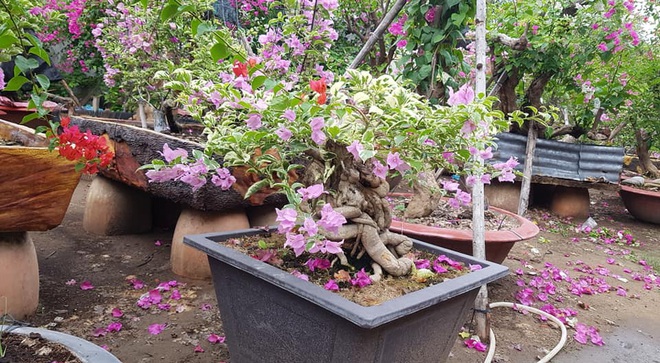 Hoa giấy leo giàn thì rực rỡ rồi, nhưng tạo thế bonsai vừa đẹp vừa sang mới là lựa chọn lý tưởng cho nhà nhỏ hẹp - Ảnh 2.