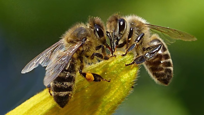 Đặc quyền được chết của ong đực: Bài học thấm thía cho con người từ thế giới khắc nghiệt của loài ong - Ảnh 1.