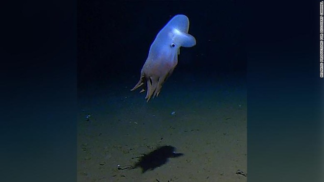 Tại đáy biển sâu 7.000m, nhà khoa học tìm thấy sinh vật làm thay đổi nhận thức con người về quái vật biển - Ảnh 1.