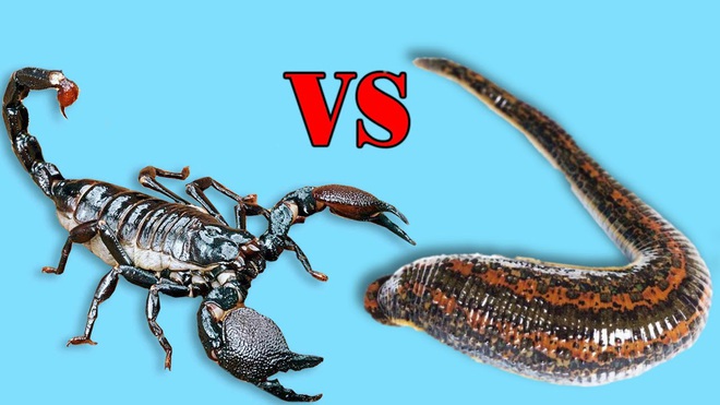 Trận chiến kỳ lạ giữa đỉa và bọ cạp, kẻ nào sẽ sống sót? - Ảnh 1.