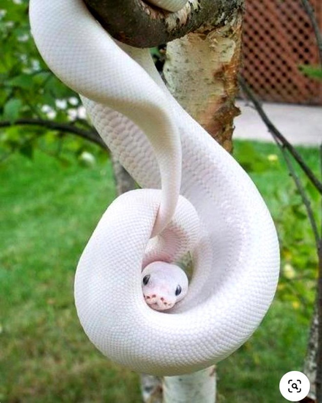 Vẻ đẹp kỳ dị của những động vật bạch tạng trong tự nhiên - Ảnh 7.