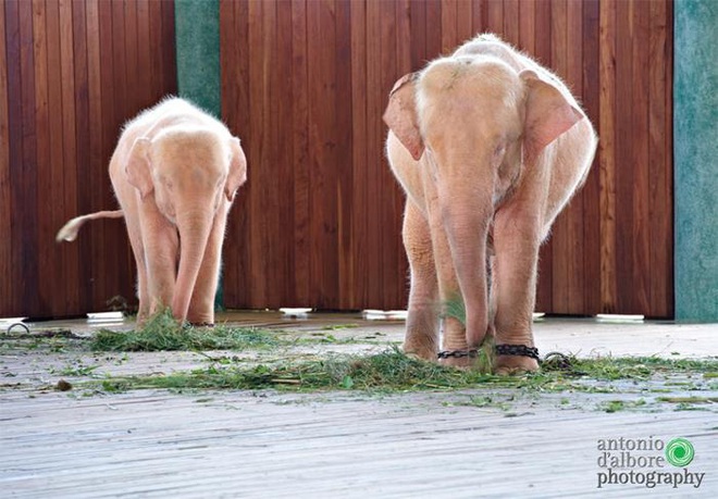 Vẻ đẹp kỳ dị của những động vật bạch tạng trong tự nhiên - Ảnh 4.