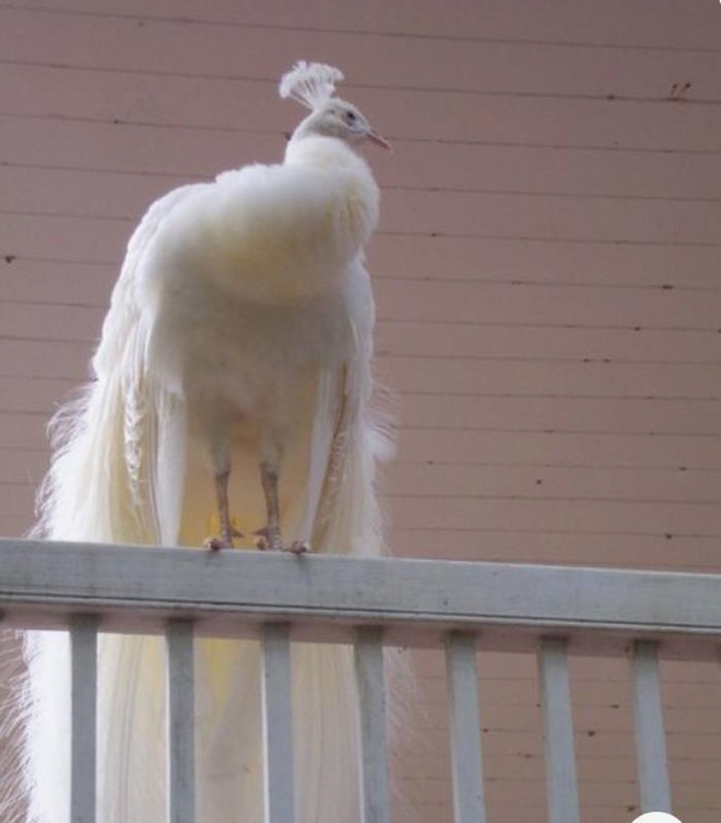 Vẻ đẹp kỳ dị của những động vật bạch tạng trong tự nhiên - Ảnh 5.