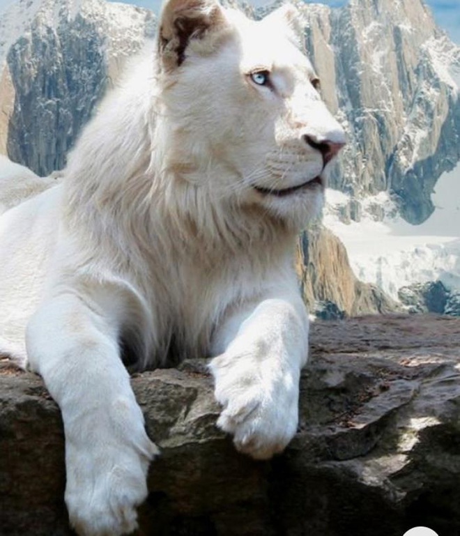 Vẻ đẹp kỳ dị của những động vật bạch tạng trong tự nhiên - Ảnh 1.