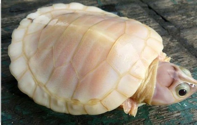 Vẻ đẹp kỳ dị của những động vật bạch tạng trong tự nhiên - Ảnh 3.