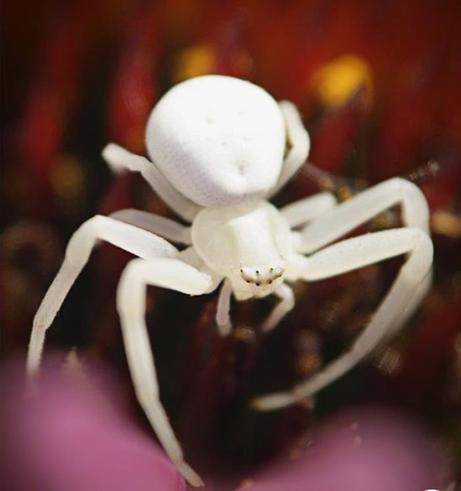 Vẻ đẹp kỳ dị của những động vật bạch tạng trong tự nhiên - Ảnh 2.