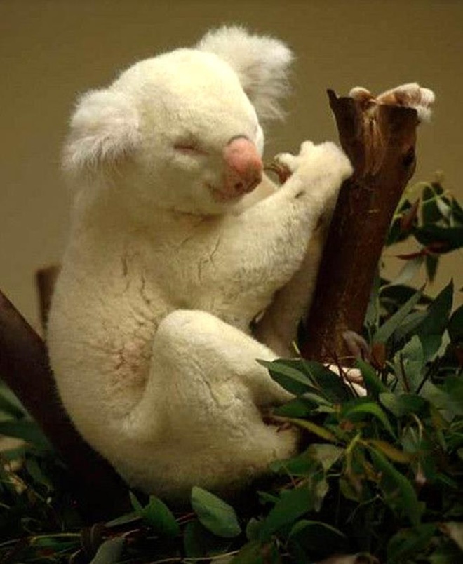 Vẻ đẹp kỳ dị của những động vật bạch tạng trong tự nhiên - Ảnh 14.