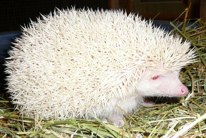 Vẻ đẹp kỳ dị của những động vật bạch tạng trong tự nhiên - Ảnh 13.