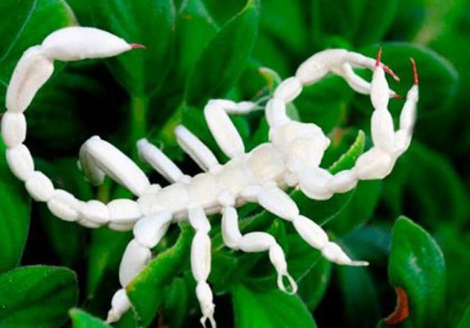 Vẻ đẹp kỳ dị của những động vật bạch tạng trong tự nhiên - Ảnh 12.