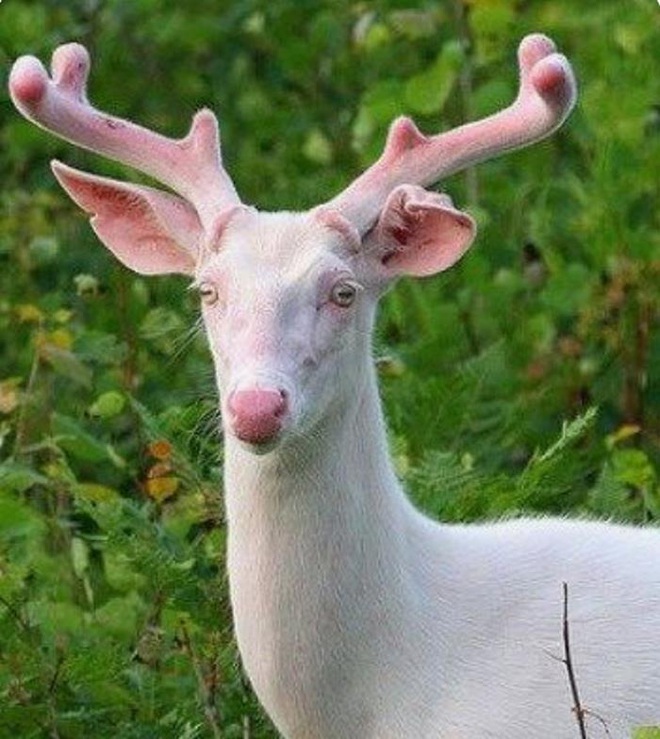 Vẻ đẹp kỳ dị của những động vật bạch tạng trong tự nhiên - Ảnh 10.