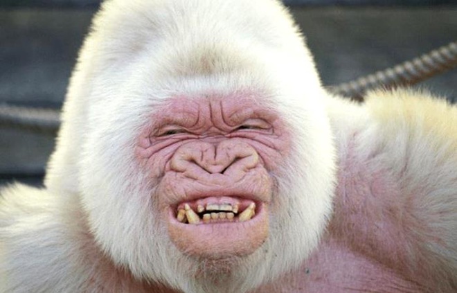 Vẻ đẹp kỳ dị của những động vật bạch tạng trong tự nhiên - Ảnh 9.