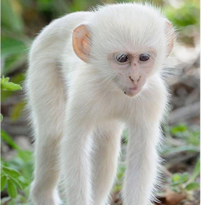 Vẻ đẹp kỳ dị của những động vật bạch tạng trong tự nhiên - Ảnh 8.