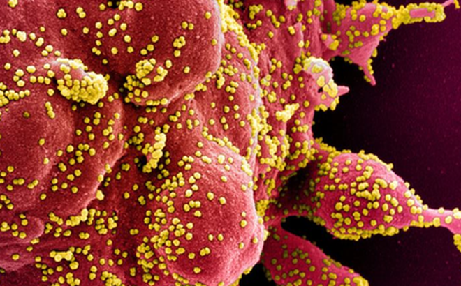 Chuyên gia cảnh báo: Những "mặt trận" Virus nCoV tấn công trên cơ thể con người