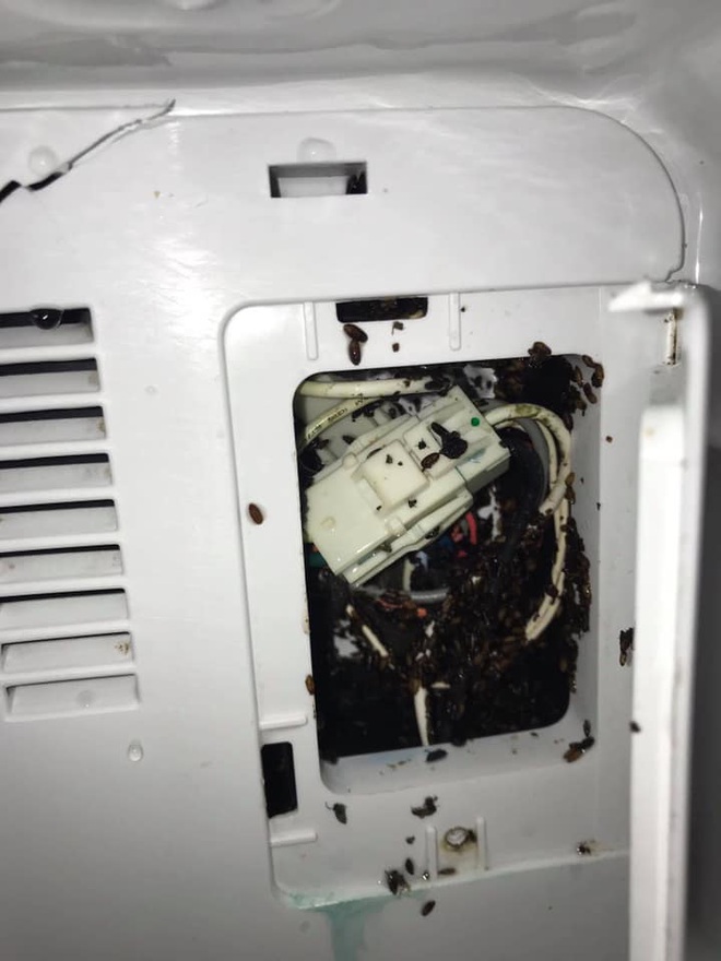 Không dọn đồ ăn trước khi về quê tránh dịch, anh chàng khiến dân mạng hốt hoảng với chiếc tủ lạnh toàn “sinh vật lạ” lúc nhúc bên trong - Ảnh 3.