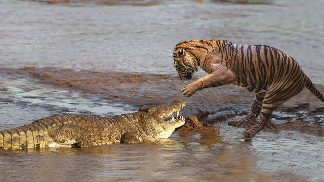 Câu chuyện thú vị từ chúa sơn lâm: Với hổ đực, vợ con là trên hết! - Ảnh 3.