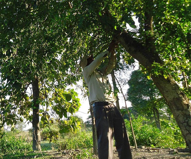 Người rừng Ấn Độ mỗi ngày trồng 1 cây xanh trong 40 năm, cái kết khiến người đời sau thầm cảm phục - Ảnh 9.