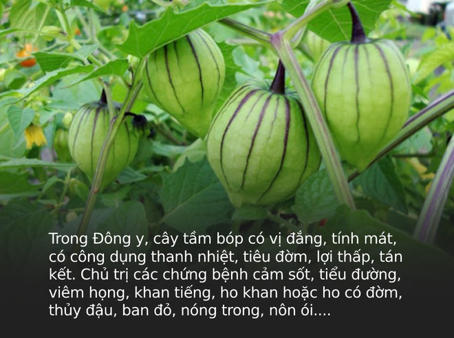 Đây là loại quả mà người Việt chỉ coi là cỏ dại, sang Nhật được tôn như thảo dược quý chữa đủ thứ bệnh, bán giá 700k/kg vẫn cháy hàng - Ảnh 1.