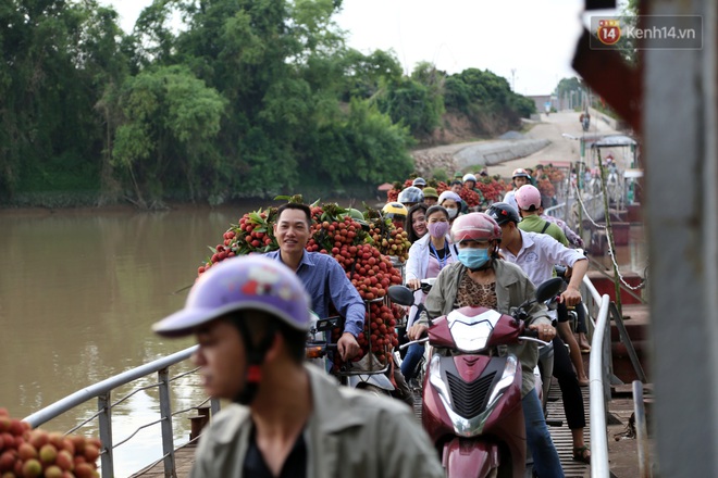 Vải thiều Bắc Giang vào vụ, dân gồng mình chở hàng tạ vải chòng chành qua chiếc cầu phao “tử thần”: “Ngã lộn xuống sông là chuyện bình thường” - Ảnh 3.