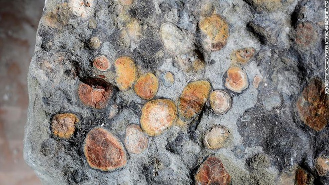 Bữa ăn cuối cùng của khủng long bọc thép sau 110 triệu năm vẫn nguyên vẹn: Hóa thạch trong mơ - Ảnh 3.