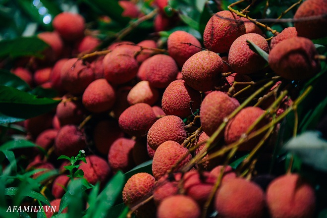 Lần đầu vào tận vườn vải xem cảnh người nông dân soi đèn pin đi thu hoạch khi trời còn tối mịt vì “sợ vải chết ngộp” - Ảnh 4.