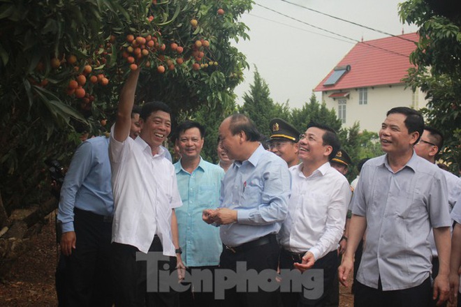 Thủ tướng dạo bước ở vựa vải thiều lớn nhất nước - Ảnh 3.