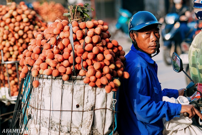 Lần đầu vào tận vườn vải xem cảnh người nông dân soi đèn pin đi thu hoạch khi trời còn tối mịt vì “sợ vải chết ngộp” - Ảnh 7.