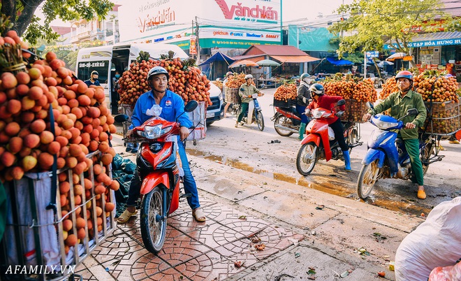 Lần đầu vào tận vườn vải xem cảnh người nông dân soi đèn pin đi thu hoạch khi trời còn tối mịt vì “sợ vải chết ngộp” - Ảnh 8.