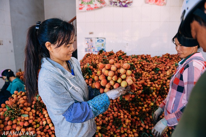 Lần đầu vào tận vườn vải xem cảnh người nông dân soi đèn pin đi thu hoạch khi trời còn tối mịt vì “sợ vải chết ngộp” - Ảnh 11.