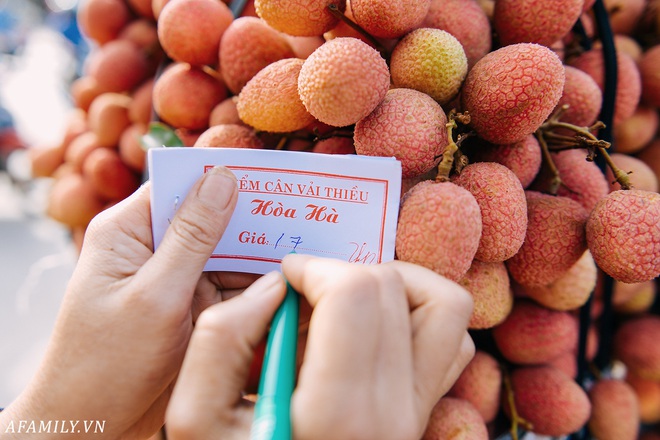 Lần đầu vào tận vườn vải xem cảnh người nông dân soi đèn pin đi thu hoạch khi trời còn tối mịt vì “sợ vải chết ngộp” - Ảnh 12.