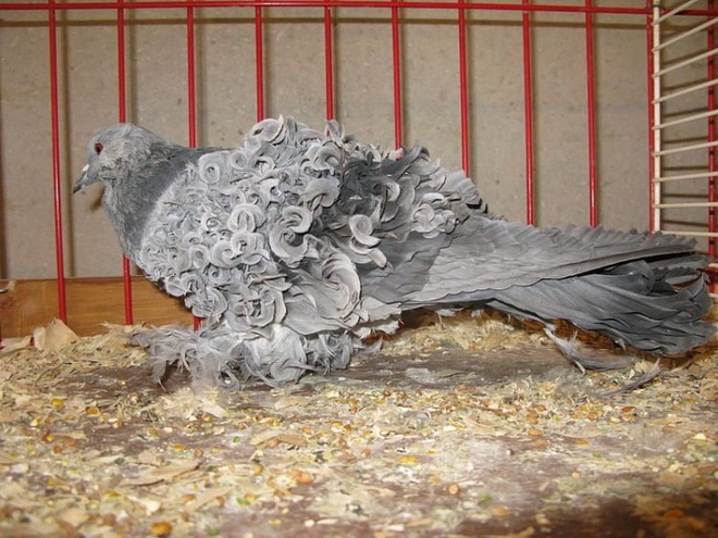 Chiêm ngưỡng loài chim bồ câu có bộ lông xoăn tít độc nhất vô nhị - Ảnh 3.