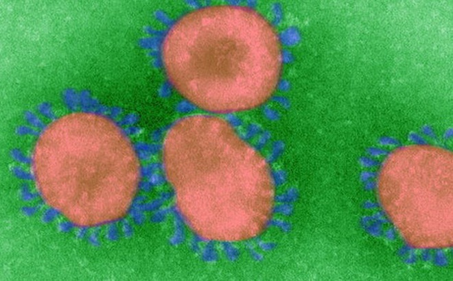 Đi tìm lời giải cho độc tính của virus corona: Khi nào chúng gây chết người, khi nào chỉ gây cúm?