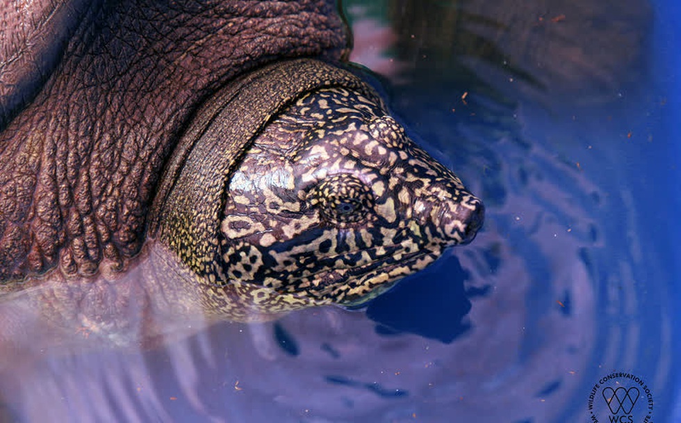 Cận ảnh đầu và vân cá thể rùa Hoàn Kiếm được bẫy bắt tại hồ Đồng Mô. Ảnh: WCS Việt Nam.