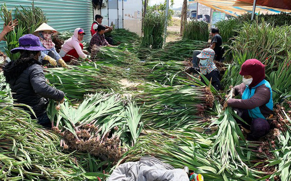 Sơ chế hoa lay ơn ở xã Hiệp An