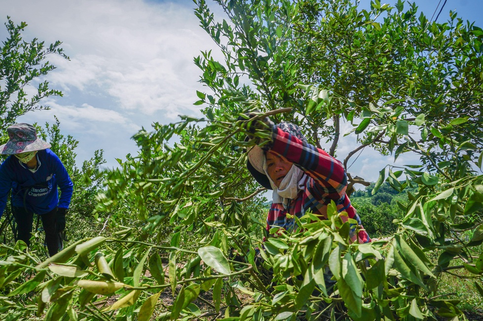 Bỏ việc ở liên minh hàng không top 3 thế giới, cô gái trẻ về Việt Nam kiếm hàng tỷ đồng từ nông nghiệp - Ảnh 8.