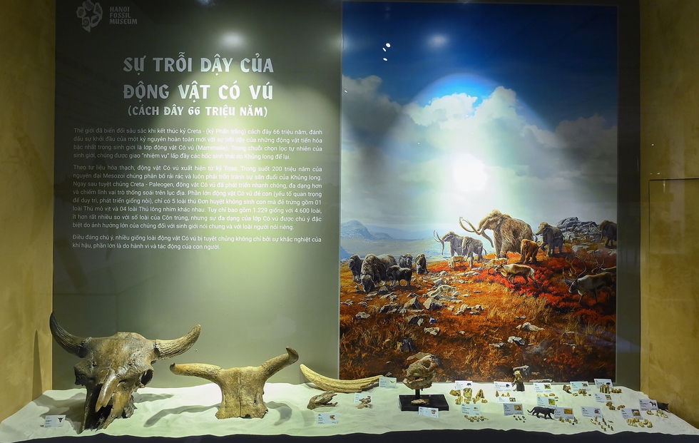 Cận cảnh phiến đá 3 tỉ năm, cổ nhất Việt Nam, được mang đi soi tuổi ở phòng thí nghiệm ở Nhật - Ảnh 8.