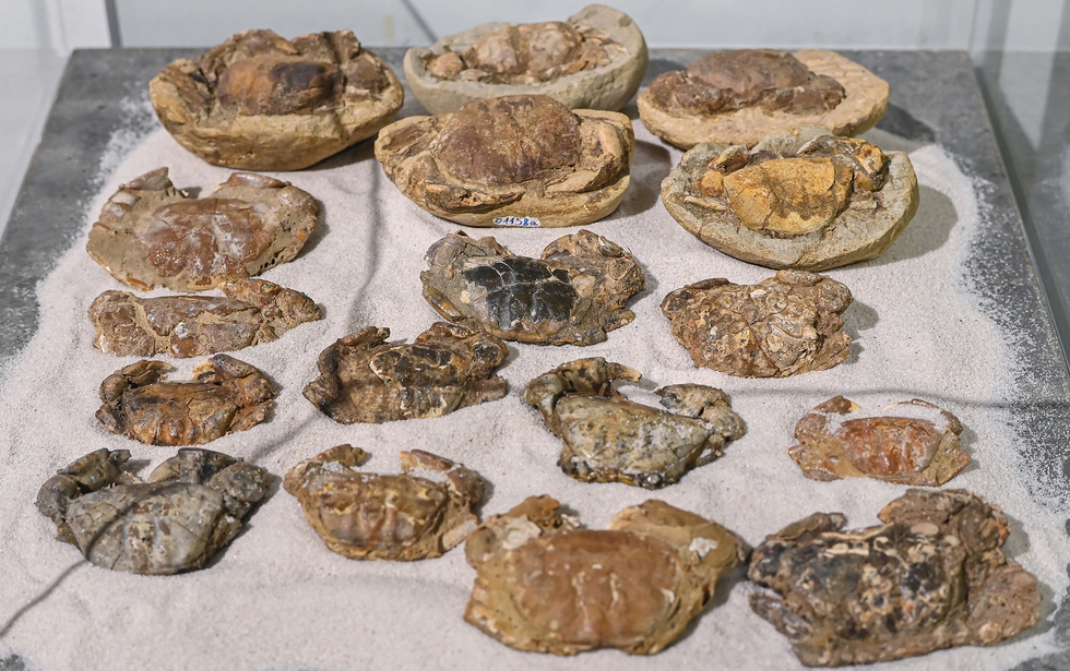 Cận cảnh phiến đá 3 tỉ năm, cổ nhất Việt Nam, được mang đi soi tuổi ở phòng thí nghiệm ở Nhật - Ảnh 17.