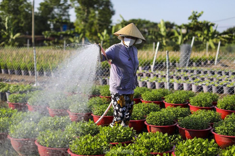 Làng hoa Tết lớn nhất TPHCM tất bật cho vụ cuối năm - Ảnh 4.