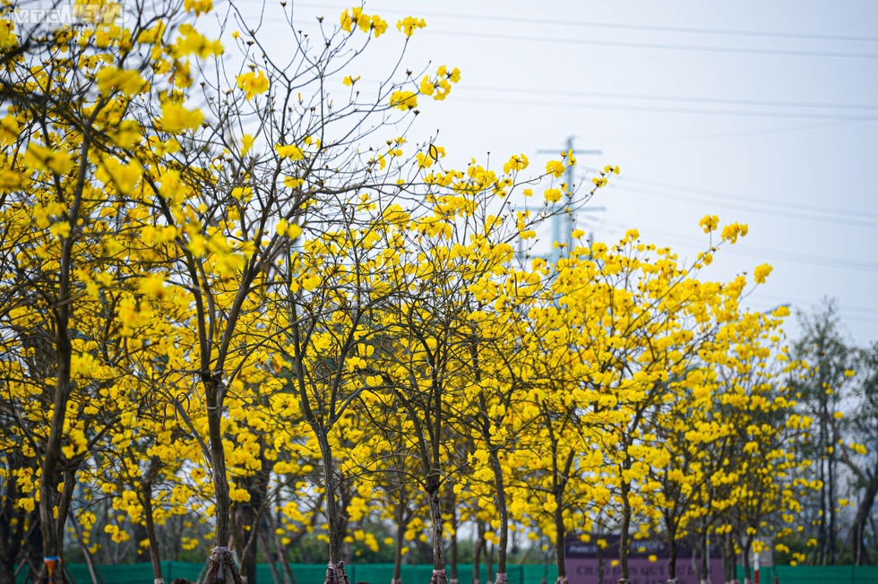 Mê mẩn ngắm nhìn con đường hoa phong linh vàng rực rỡ ở Thủ đô - Ảnh 5.