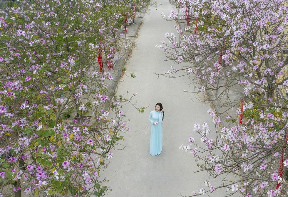 Nữ sinh Đại học Văn hóa Hà Nội thướt tha áo dài với hoa ban tím - Ảnh 1.