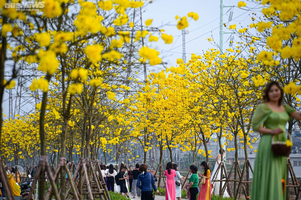 Mê mẩn ngắm nhìn con đường hoa phong linh vàng rực rỡ ở Thủ đô - Ảnh 3.