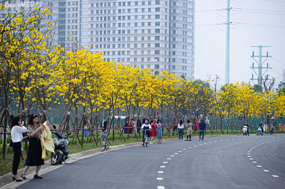 Mê mẩn ngắm nhìn con đường hoa phong linh vàng rực rỡ ở Thủ đô - Ảnh 2.