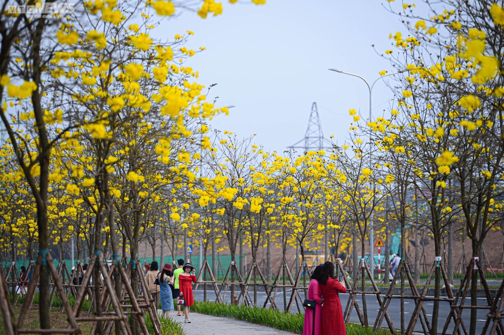 Mê mẩn ngắm nhìn con đường hoa phong linh vàng rực rỡ ở Thủ đô - Ảnh 1.