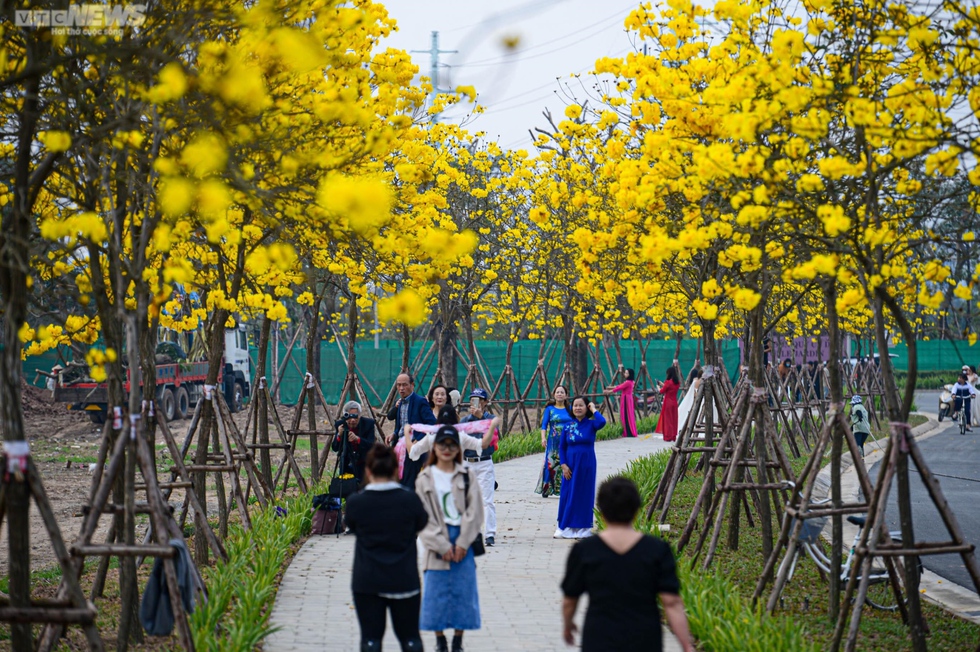 Mê mẩn ngắm nhìn con đường hoa phong linh vàng rực rỡ ở Thủ đô - Ảnh 13.