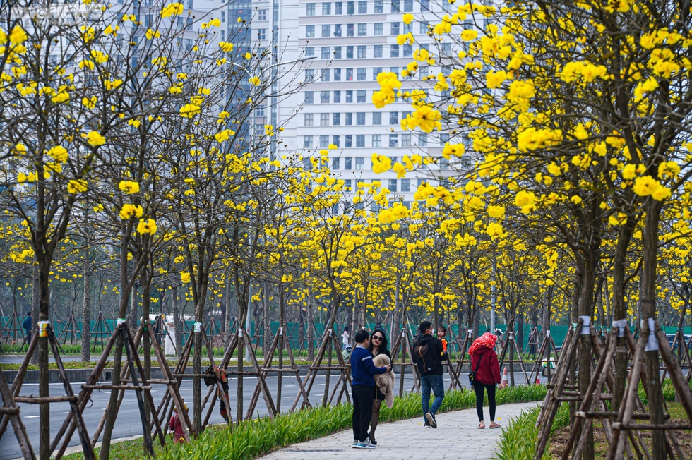 Mê mẩn ngắm nhìn con đường hoa phong linh vàng rực rỡ ở Thủ đô - Ảnh 12.