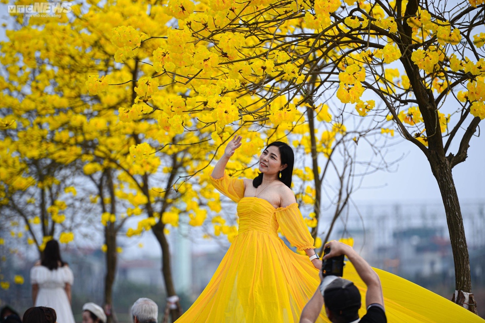 Mê mẩn ngắm nhìn con đường hoa phong linh vàng rực rỡ ở Thủ đô - Ảnh 11.