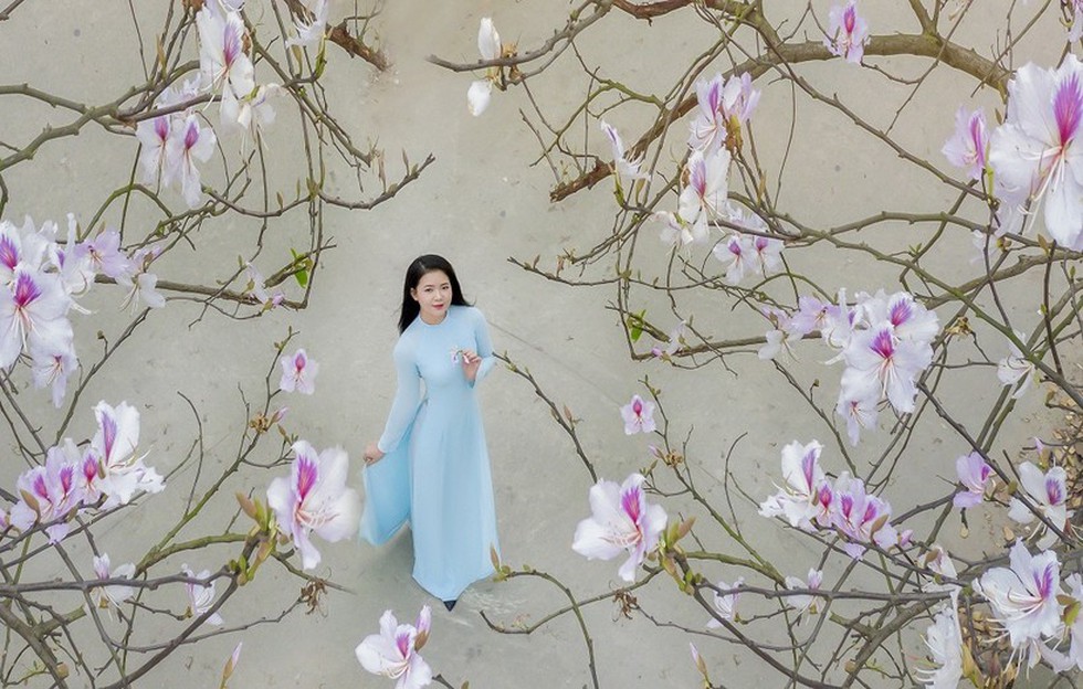Nữ sinh Đại học Văn hóa Hà Nội thướt tha áo dài với hoa ban tím - Ảnh 6.