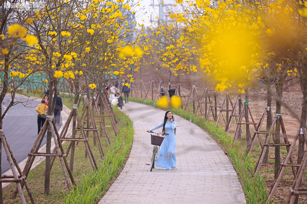 Mê mẩn ngắm nhìn con đường hoa phong linh vàng rực rỡ ở Thủ đô - Ảnh 7.